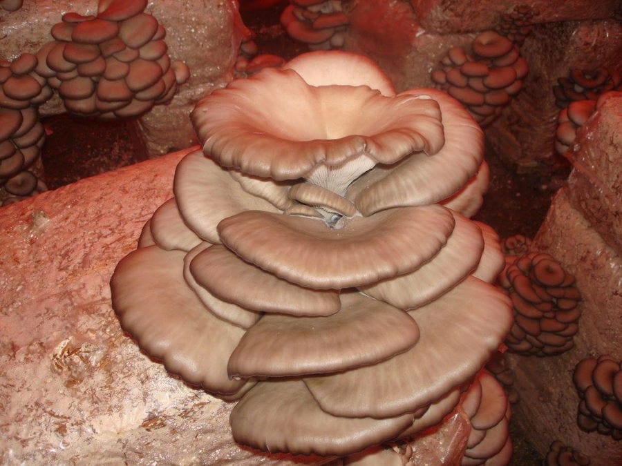Fresh Pleurotus mushroom at 'Mitato Mushrooms Farm' greenhouse